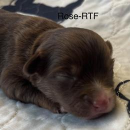 Rose - Red tri female Miniature Australian Shepherd puppy in Denair, California from CenCal Mini Aussies