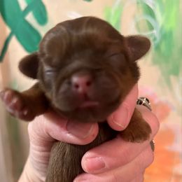 Foxy - Red female Shih Tzu puppy in Wilkesboro, North Carolina from Frannie and Annie Shih Tzu Babies