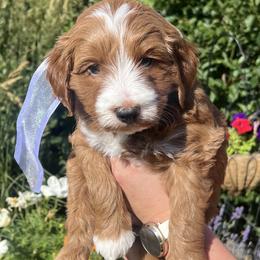White Male - Apricot male Goldendoodle puppy in Great Falls, Montana from Montana Goldendoodles