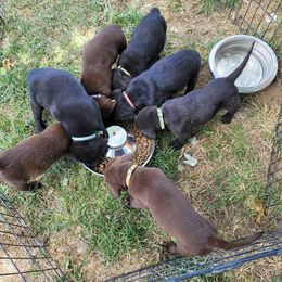 Labrador Retriever Puppies from Blackwoods Labradors