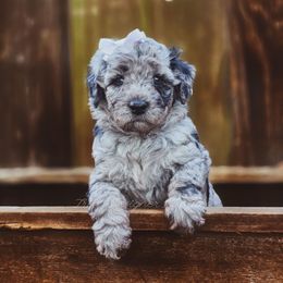 Opal Mist - Blue merle female Aussiedoodle puppy in Centreville, Mississippi from Trin's Designer Doodles