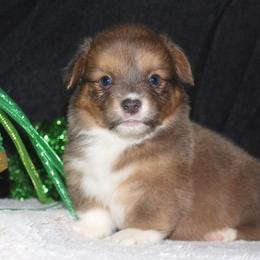 Cupid (bluie Sable) fluffy - Blue male Pembroke Welsh Corgi puppy in Washington from Castle View Royal Rumps