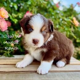 Victoria - Red tri female Miniature Australian Shepherd puppy in Midway, Texas from L Bar W Aussie Ranch