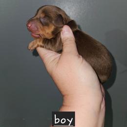 B3 - Chocolate and tan male Dachshund puppy in Lansing, Michigan from Black Thunder 517 Dachshunds and frenchies