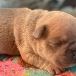 French Bulldogs from Holt Family French Bulldogs