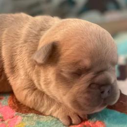 French Bulldogs from Holt Family French Bulldogs