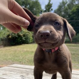BITS (Pink collar) - Labrador Retriever puppy from Christian Martir