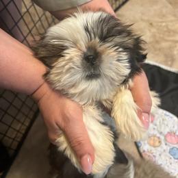 Nalah - Red and white female Shih Tzu puppy in Madras, Oregon from Maridee’s ShihTzu