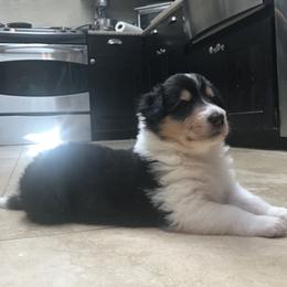 Collie Puppies from Castlebar Collies