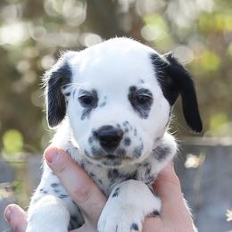 Girl 5 - Dalmatian puppy in Cottage Grove, Oregon from Hidden Hills Dalmatians