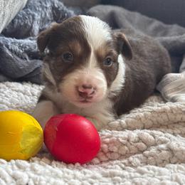 Teddy - White and red male Border Collie puppy in Mckinney, Texas from Border Collies of Ruidoso