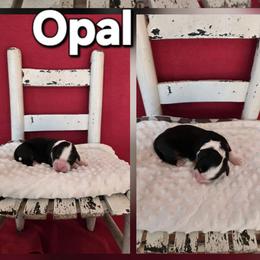 Opal - Tri-color female Bernese Mountain Dog puppy in Independence, Virginia from Thornton Bernese Mountain Dogs