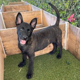 Boy 2 - Black brindle male Dutch Shepherd puppy in San Diego, California from TecK9s