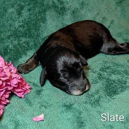 Slate - Black and white male Cockapoo puppy in Sunset, Louisiana from Cano Cockapoos