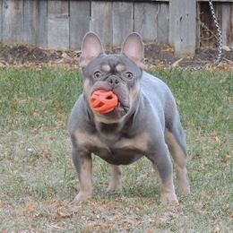 Pluto - French Bulldog