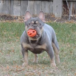 Pluto - French Bulldog