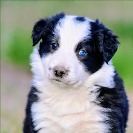 Axl - Black and white male Border Collie puppy in Custer, South Dakota from Pinpoint Border Collies