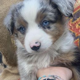 Toy Australian Shepherds from Annie’s Little Aussies
