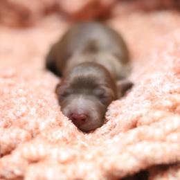 Sunny - Red female Dachshund puppy in Eaton, Ohio from Miniature Alphas Dachshunds