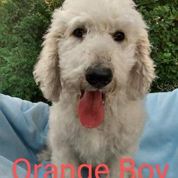 Orange Boy - Sheepadoodle puppy in Kimberly, Idaho from Wizardwood Doodles