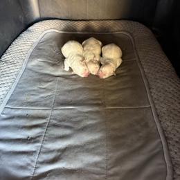 Moe - White male American Eskimo Dog puppy in Redlands, California from Arctic Storm Kennels