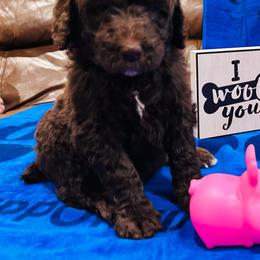 Poodle Puppies from Semmy’s standard Poodle