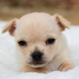 Cherry - Cream female Chihuahua puppy in Forsyth, Georgia from Brooks Grove Canines LLC