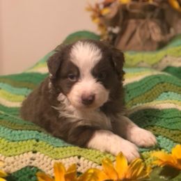 Australian Shepherd and Toy Australian Shepherd Puppies from Dogs B4 Dudes Aussies