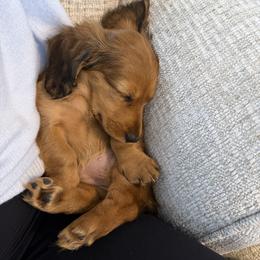 Dachshund Puppies from Cajun Pawfection