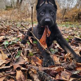Apple - Bi-color female German Shepherd puppy in Harwood, Maryland from Reddington Shepherds