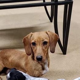 Harley  - Dachshund