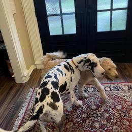 Great Dane Puppies from KD Sweet Southern Danes