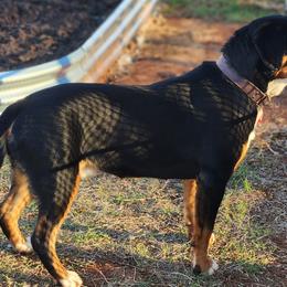 Entlebucher Mountain Dogs from QH Kennel