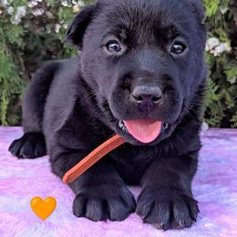 Orange collar - Black male Labrador Retriever puppy in Yucca Valley, California from Beachn Ranch