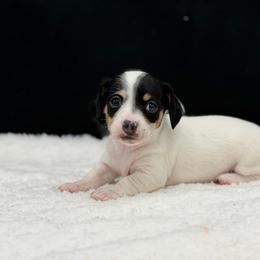 RayNe - Piebald female Dachshund puppy in Nashville, Arkansas from Cuddles n Curls