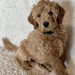 Goldendoodle Puppies from AZ/CO Designer Goldendoodles