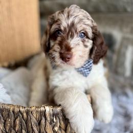 Ridge - Merle male Goldendoodle puppy in Natural Bridge, Virginia from Padgetts Hill Puppies