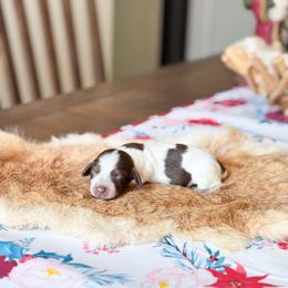 Harper - Chocolate and tan female Dachshund puppy in Salters, South Carolina from Long-Pine Dachshund