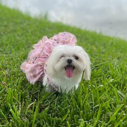Barbie - Maltese