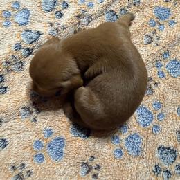 Cinderella - Red female Dachshund puppy in Martinsville, Indiana from Witchy Woman’s Wiener’s
