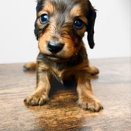 Zander 3200 - Red male Dachshund puppy in Sylvania, Alabama from Yancey’s Doxies