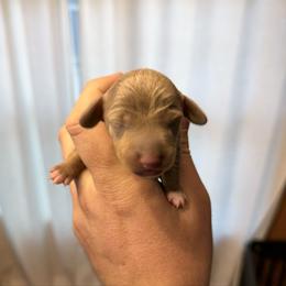 Isabella and tan female - Fawn (isabella) and tan female Dachshund puppy in Indian Trail, North Carolina from Hilda’s Teenie Weenies