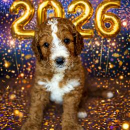 Cider - Red  male Goldendoodle puppy in Houston, Texas from Golden Life Doodles