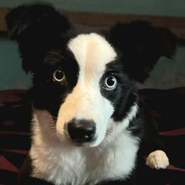 Juniper - Black & white female Australian Shepherd puppy in Sultan, Washington from Van Huitt Australian Shepherds