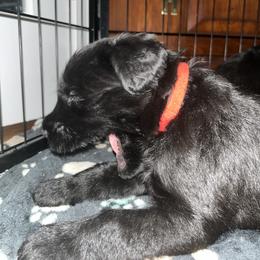 Jet - Black female Giant Schnauzer puppy in Noblesville, Indiana from Stratton House Kennels