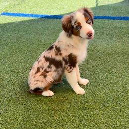 Stillwell - Red merle male Miniature American Shepherd puppy in Garysburg, North Carolina from Schaefer's Miniature American Shepherds