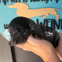 Uncle Sam - Dapple male Dachshund puppy in Tulsa, Oklahoma from K4 Doxies