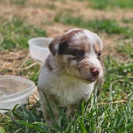 Blossom - Red merle female Australian Shepherd puppy in Silex, Missouri from Small Town Australian Shepherds