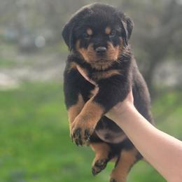Male 2 Vom Jager Haus - Black and mahogany male Rottweiler puppy in Reynoldsburg, Ohio from Vom Jager Haus Rottweilers
