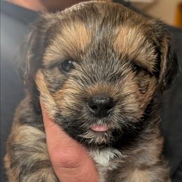 Zeppelin - Gold male Morkie puppy in Dighton, Massachusetts from Massachusetts Morkies